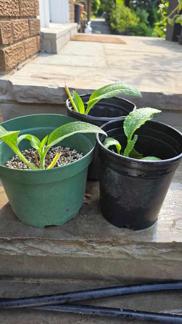 Comfrey Plants - photo 2