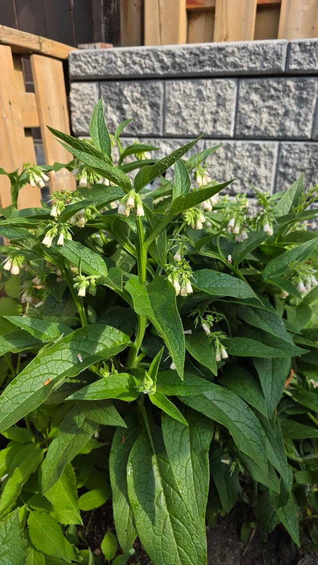 Comfrey Plants - photo 3