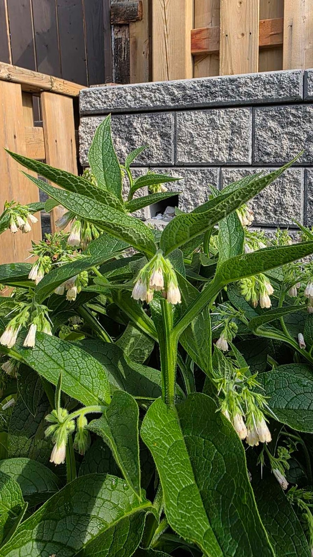 Comfrey Plants - photo 4