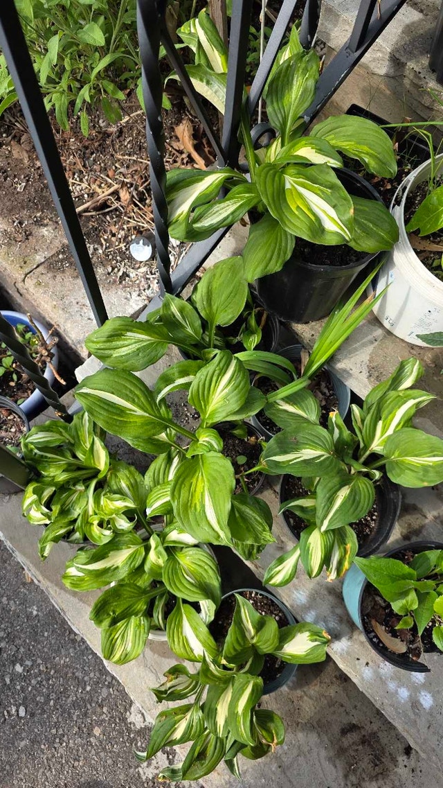 Hostas for shade or partial sun