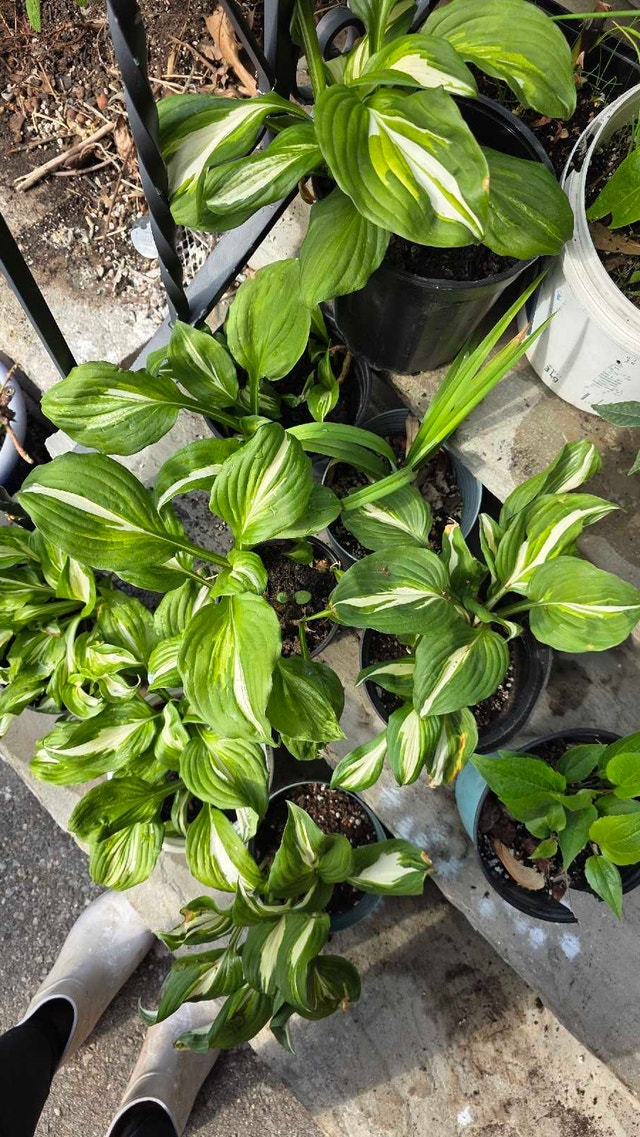 Hostas for shade or partial sun - photo 2