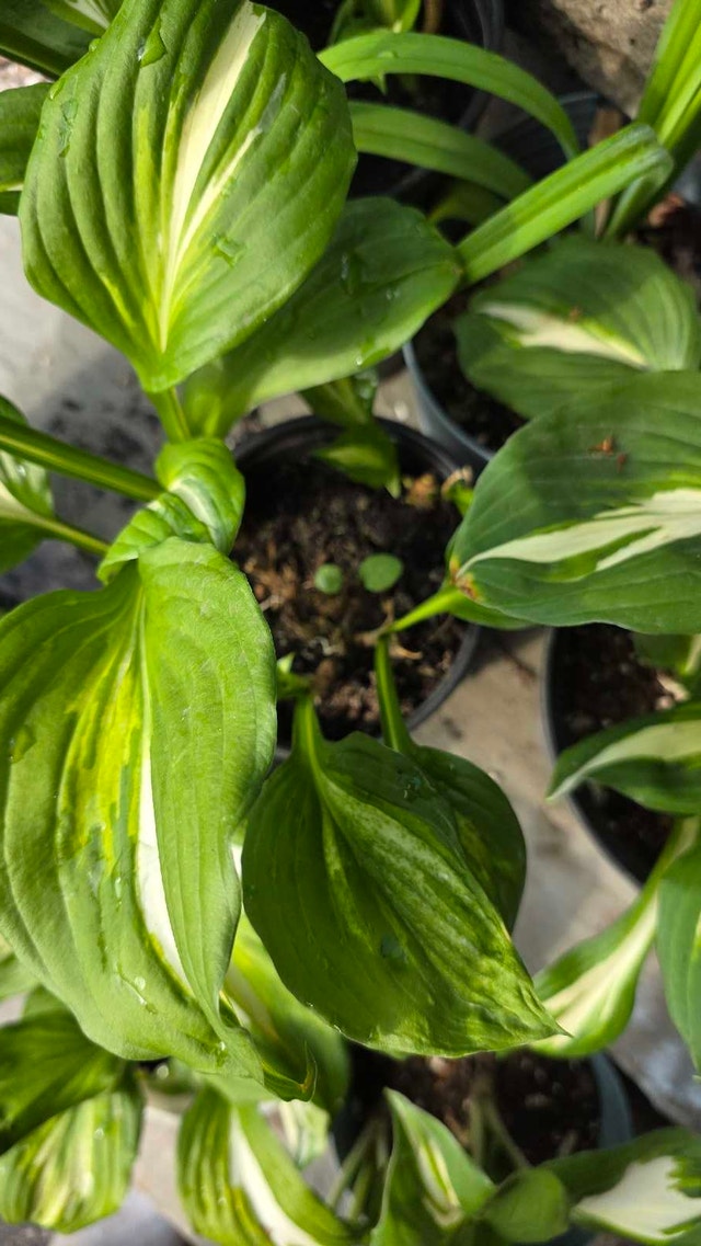 Hostas for shade or partial sun - photo 3