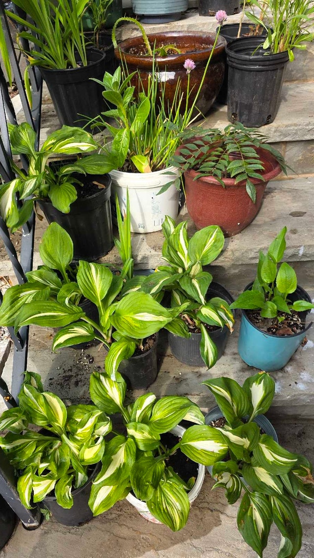 Hostas for shade or partial sun - photo 4