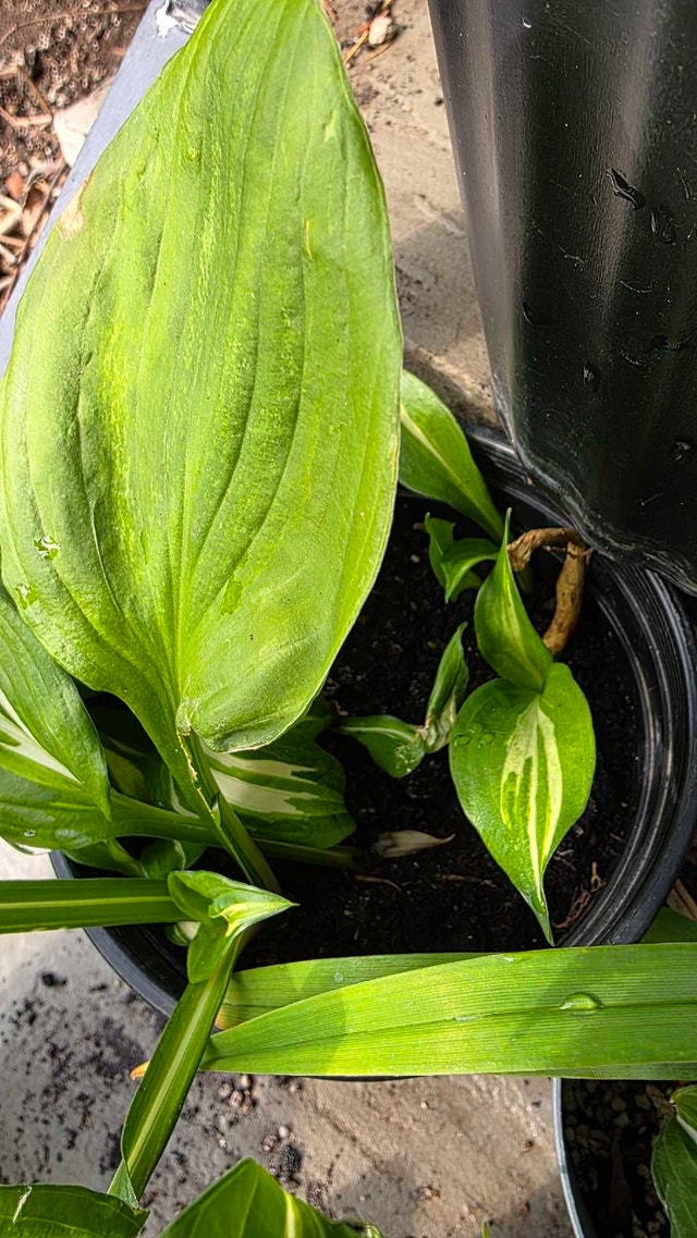 Hostas for shade or partial sun - photo 5