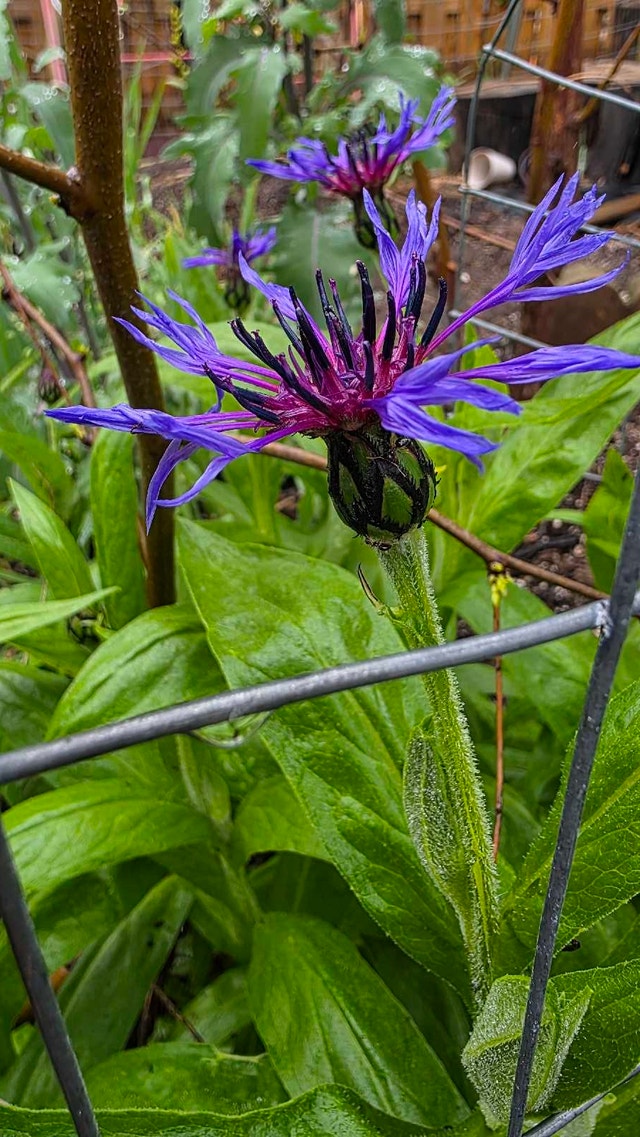 Bachelor Button Plant