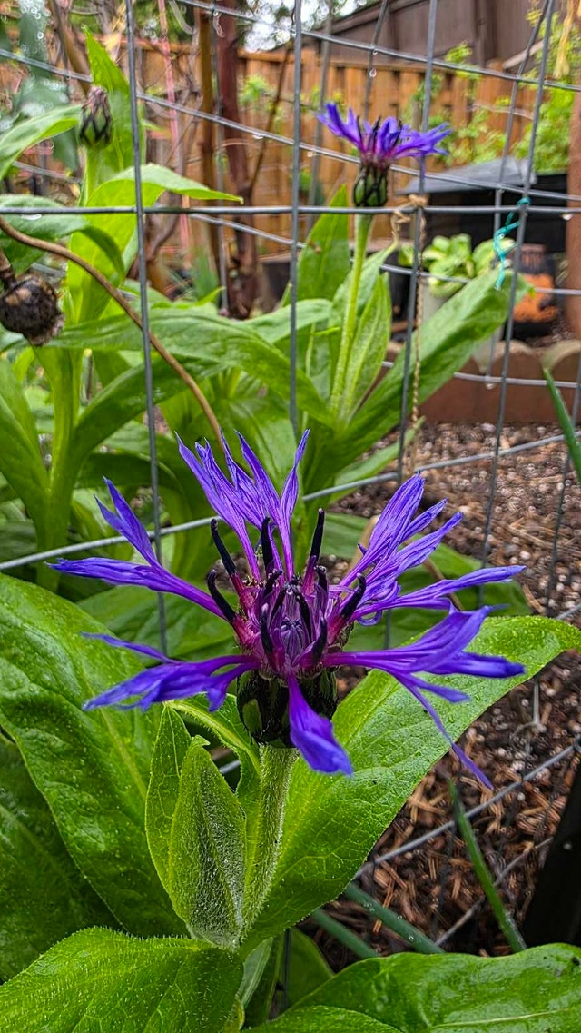 Bachelor Button Plant - photo 2