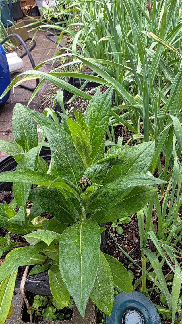 Bachelor Button Plant - photo 3