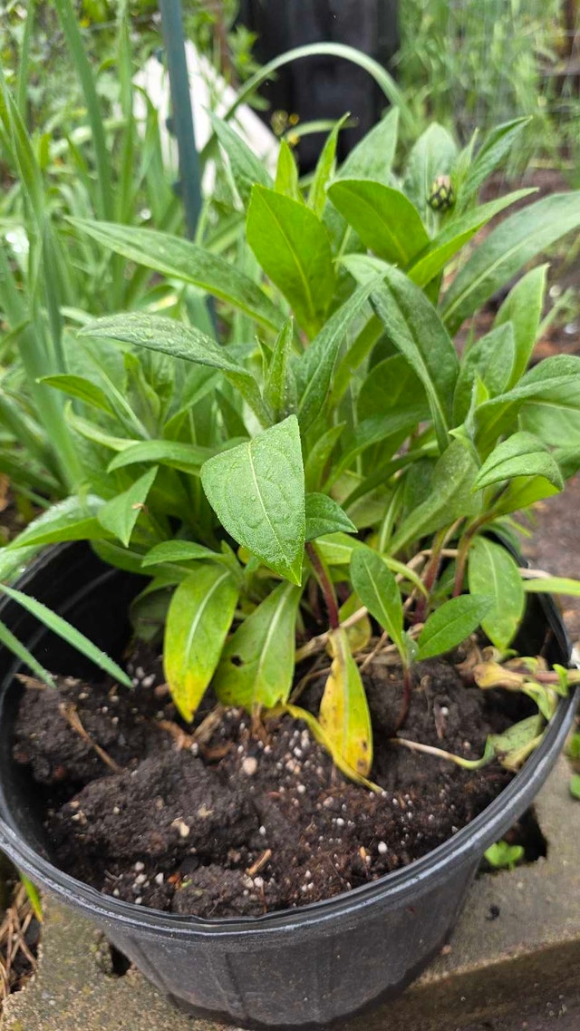 Bachelor Button Plant - photo 4