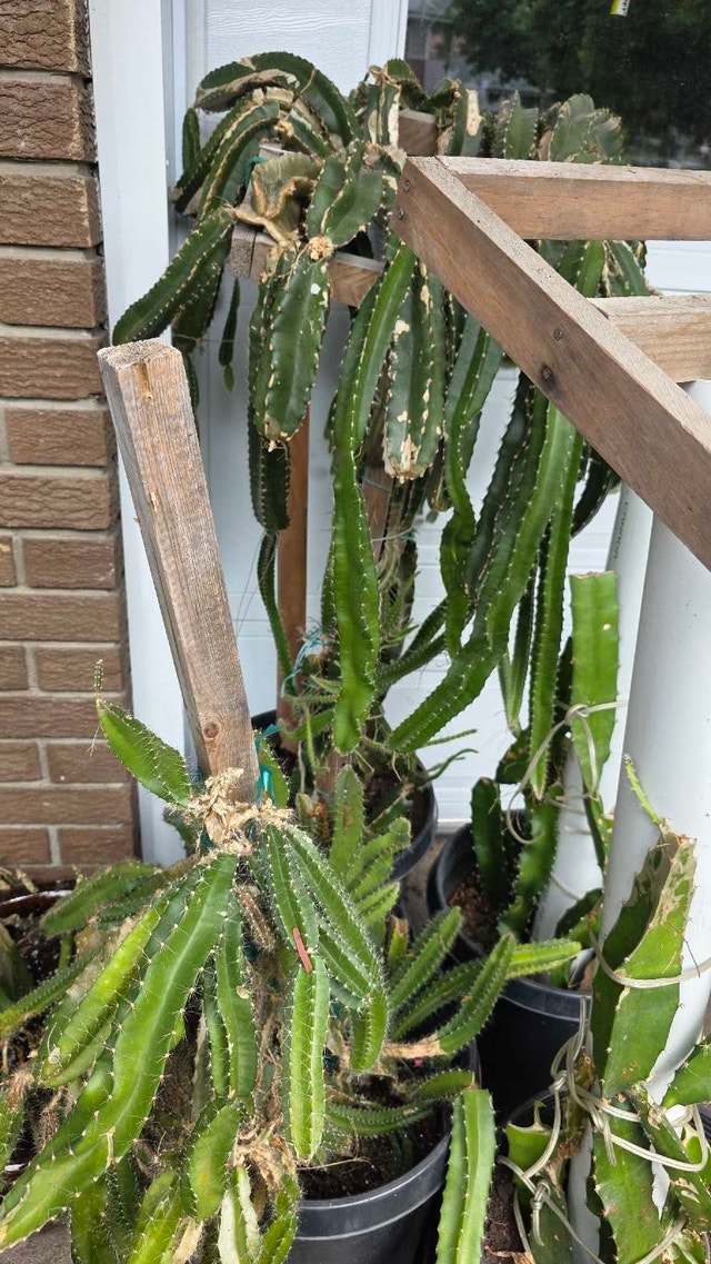Dragon fruit cuttings