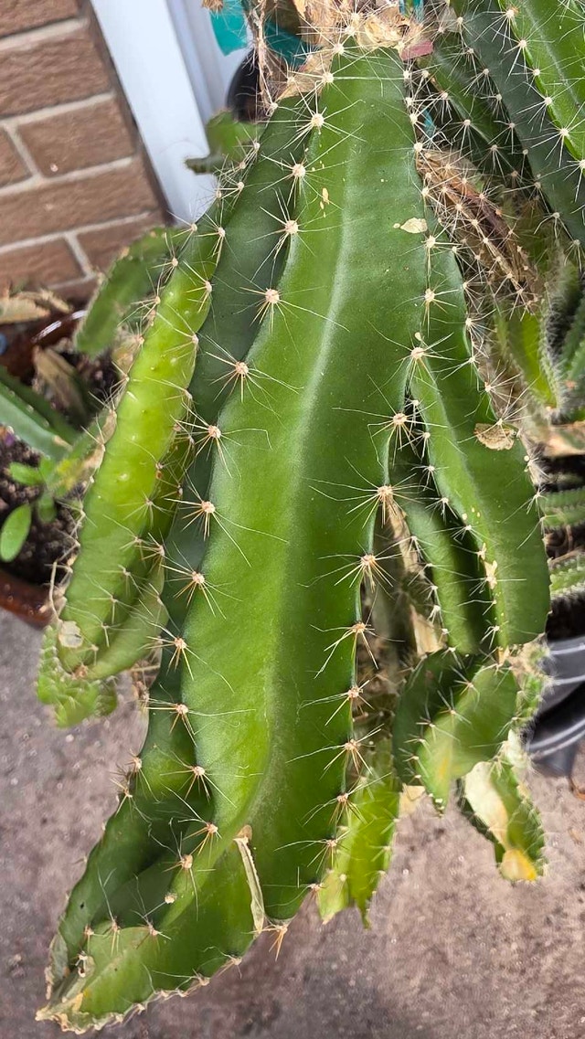 Dragon fruit cuttings - photo 2