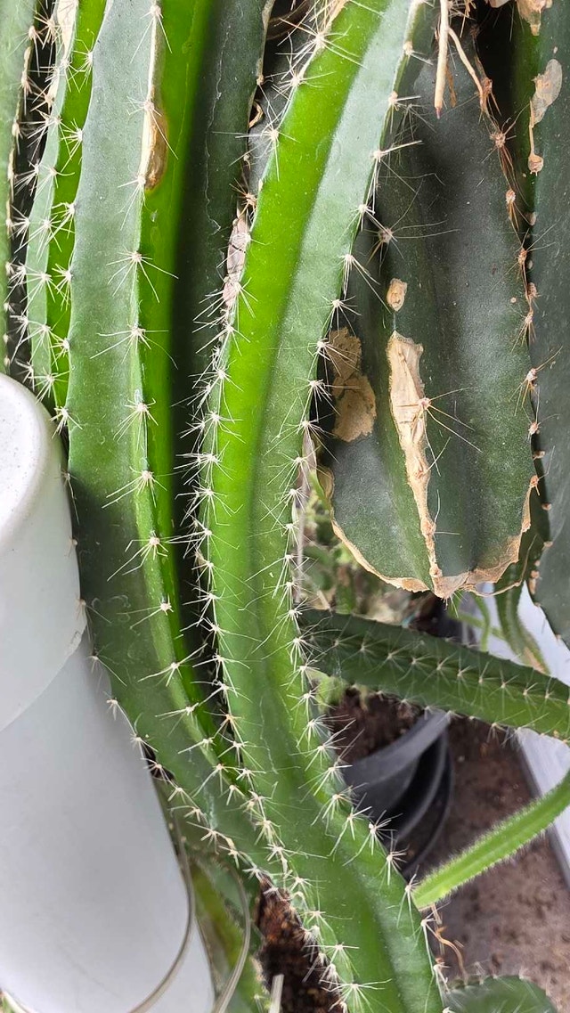 Dragon fruit cuttings - photo 3