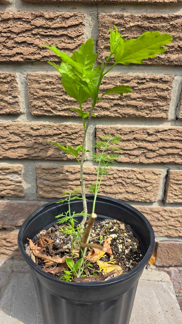 Rose of Sharon