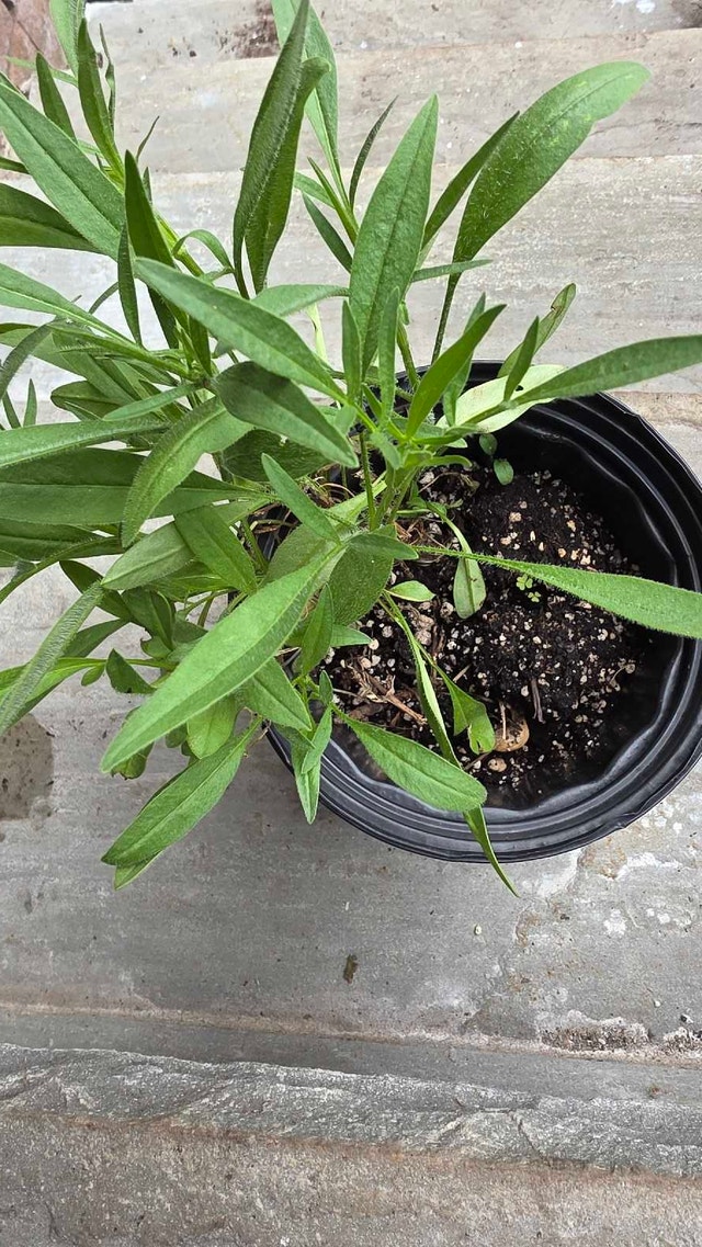 Lance-leaved Coreopsis Plant