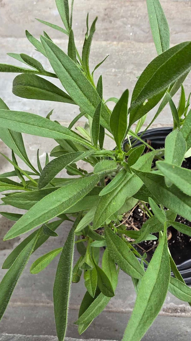 Lance-leaved Coreopsis Plant - photo 2