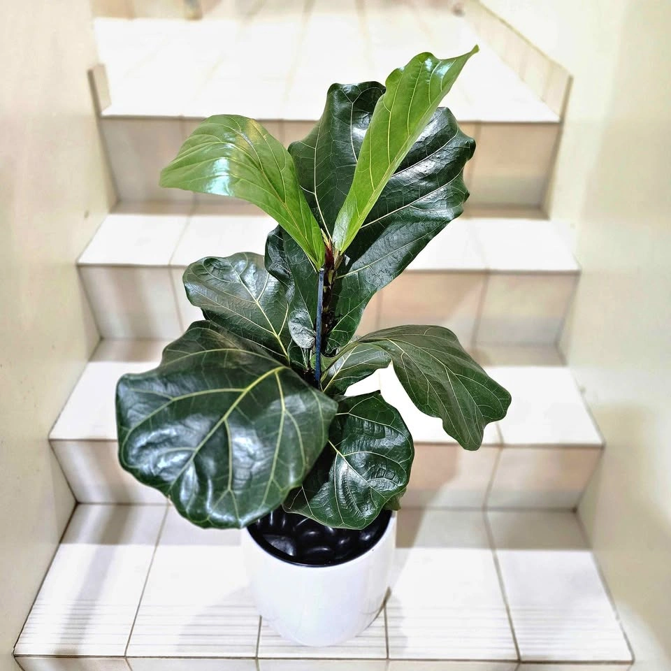Fiddle Leaf Fig Tree | 2' Real Indoor Plant in Ceramic Planter!