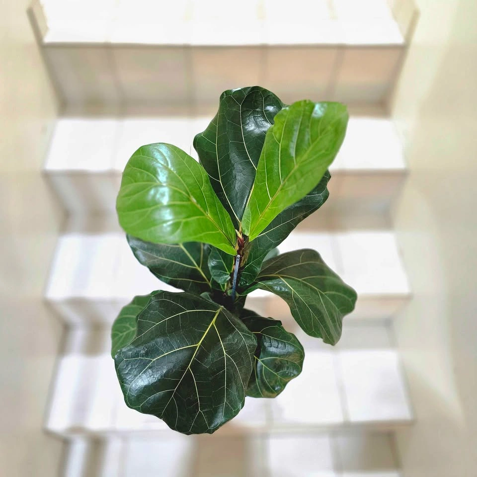 Fiddle Leaf Fig Tree | 2' Real Indoor Plant in Ceramic Planter! - photo 2