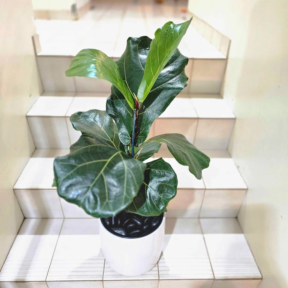 Fiddle Leaf Fig Tree | 2' Real Indoor Plant in Ceramic Planter! - photo 3