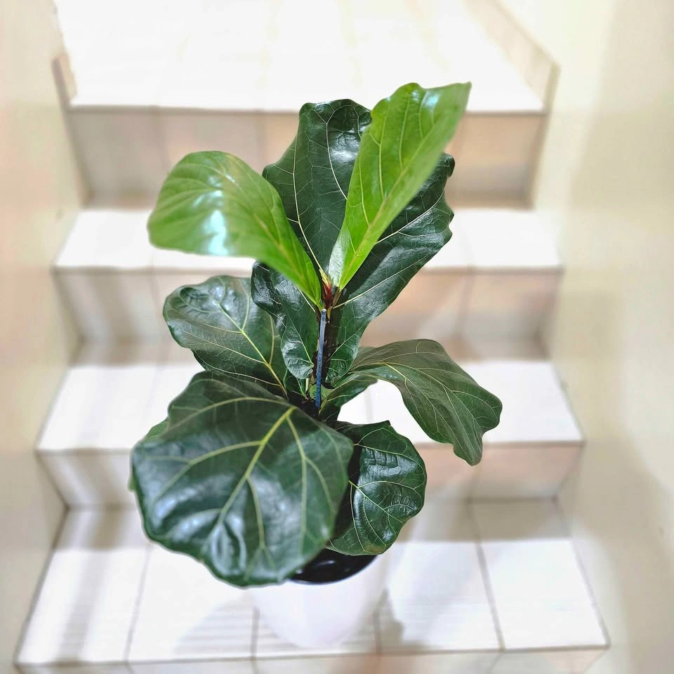 Fiddle Leaf Fig Tree | 2' Real Indoor Plant in Ceramic Planter! - photo 4