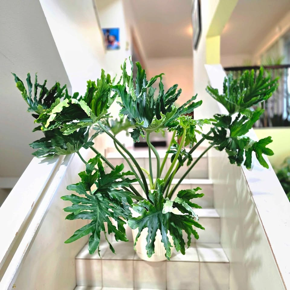 Mature Philodendron Selloum | Real Tropical Plant - photo 2