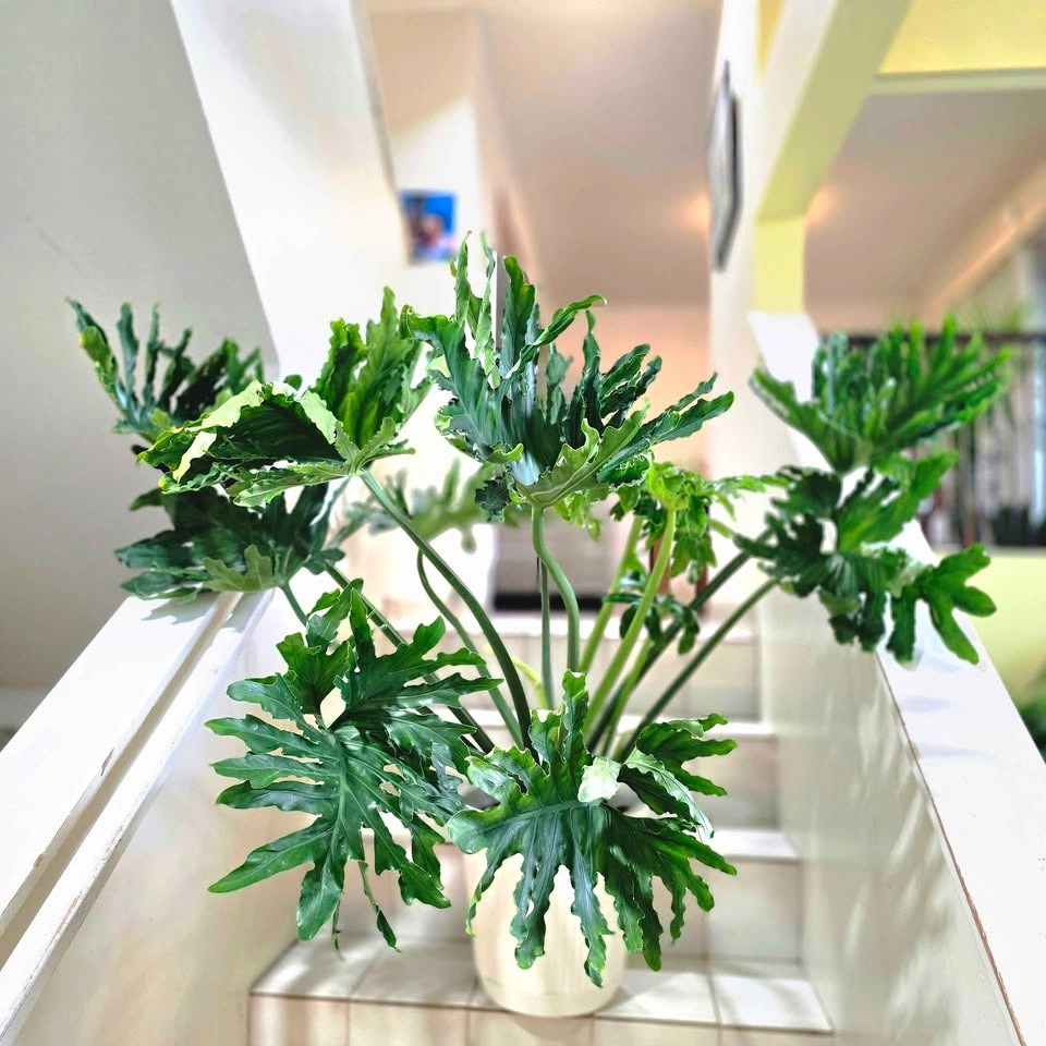 Mature Philodendron Selloum | Real Tropical Plant - photo 3
