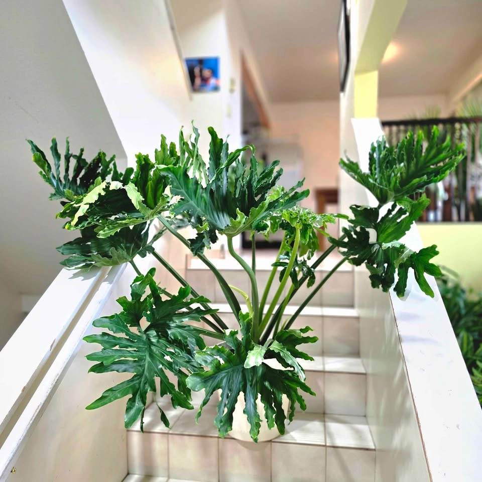 Mature Philodendron Selloum | Real Tropical Plant - photo 4
