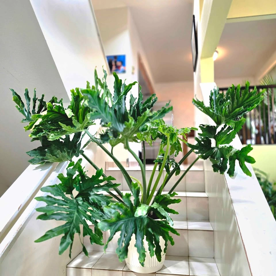 Mature Philodendron Selloum | Real Tropical Plant - photo 5