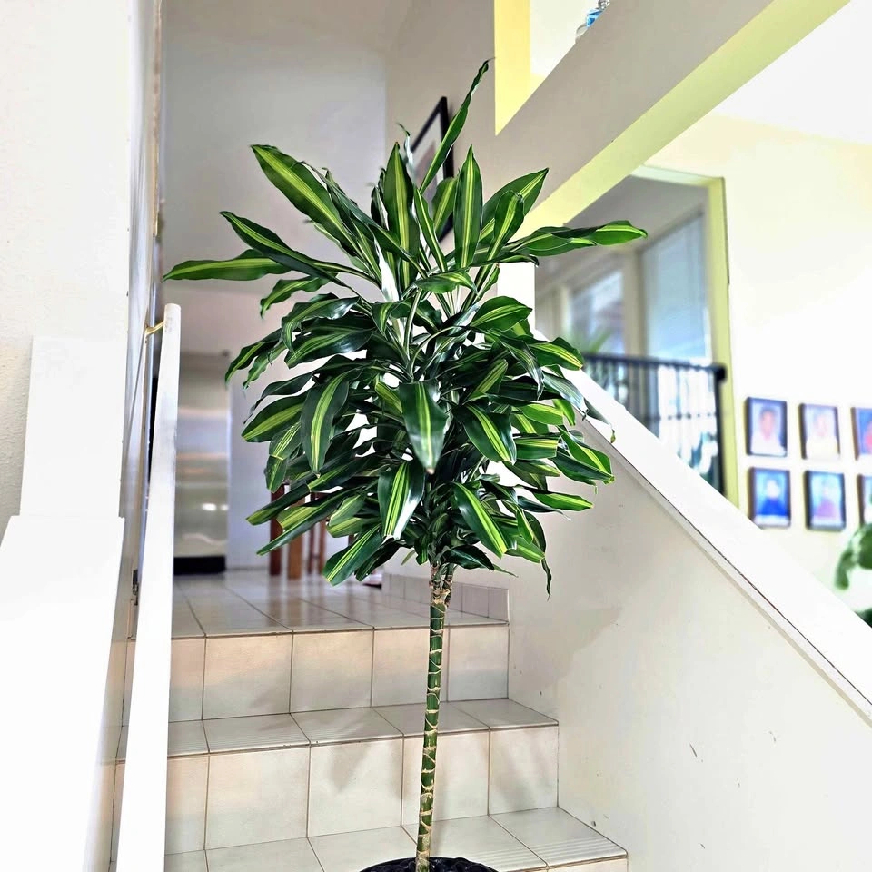 Dracaena Cintho Plant | 4' real houseplant