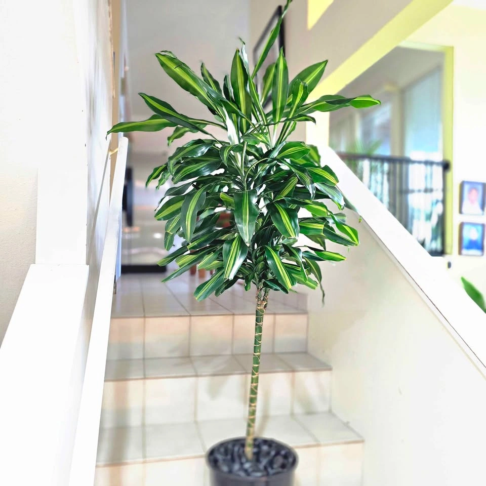 Dracaena Cintho Plant | 4' real houseplant - photo 2