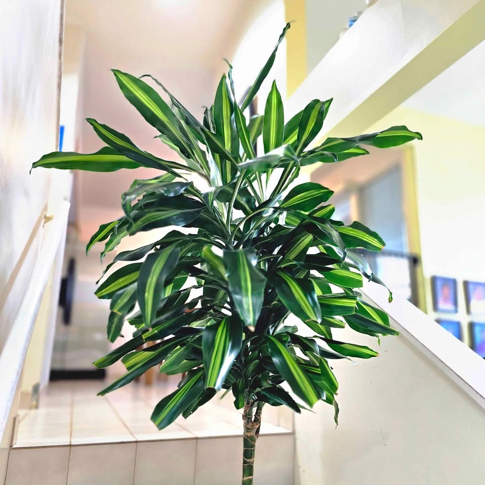 Dracaena Cintho Plant | 4' real houseplant - photo 3