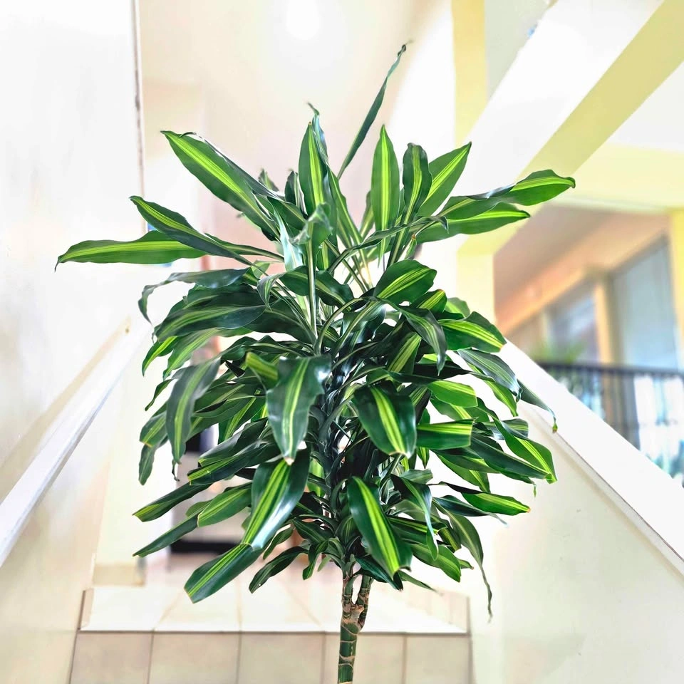 Dracaena Cintho Plant | 4' real houseplant - photo 4