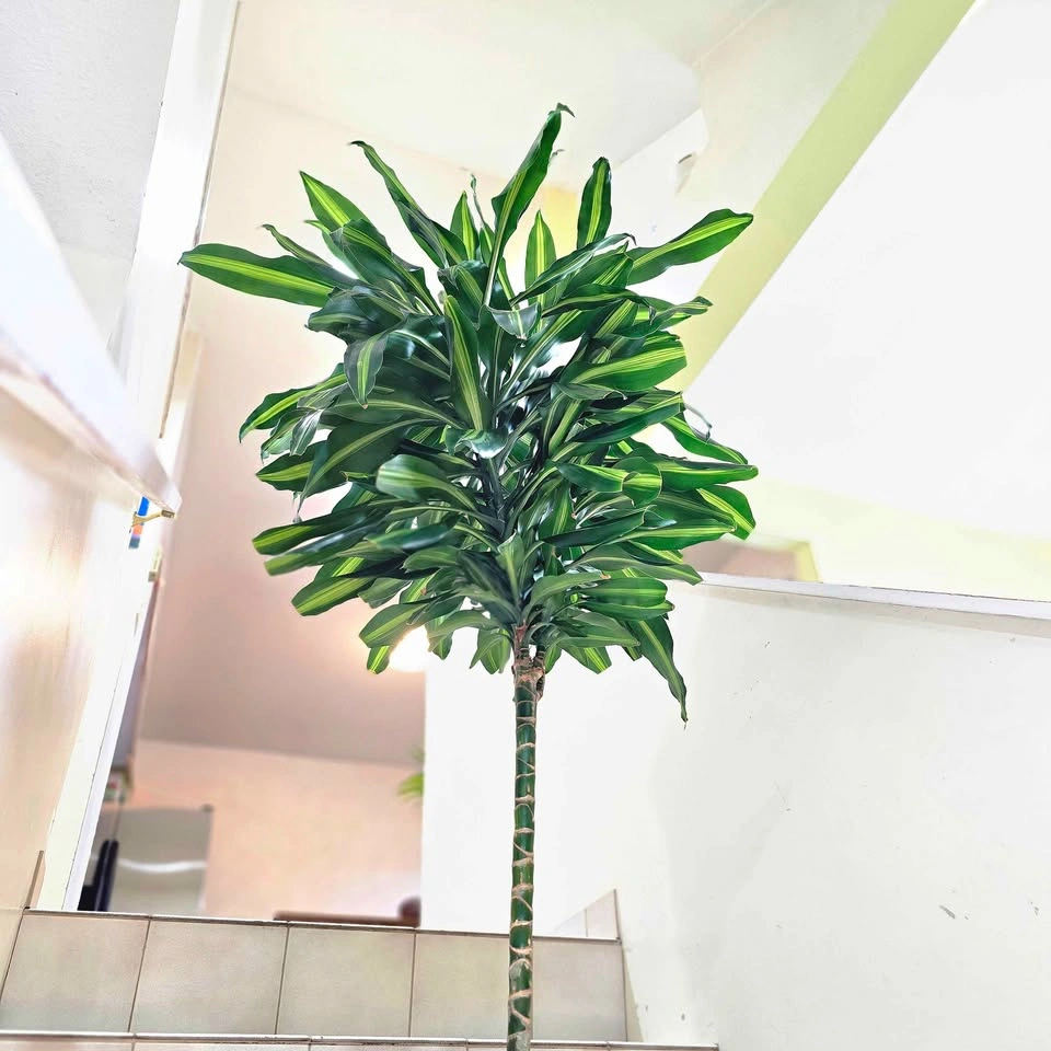 Dracaena Cintho Plant | 4' real houseplant - photo 5