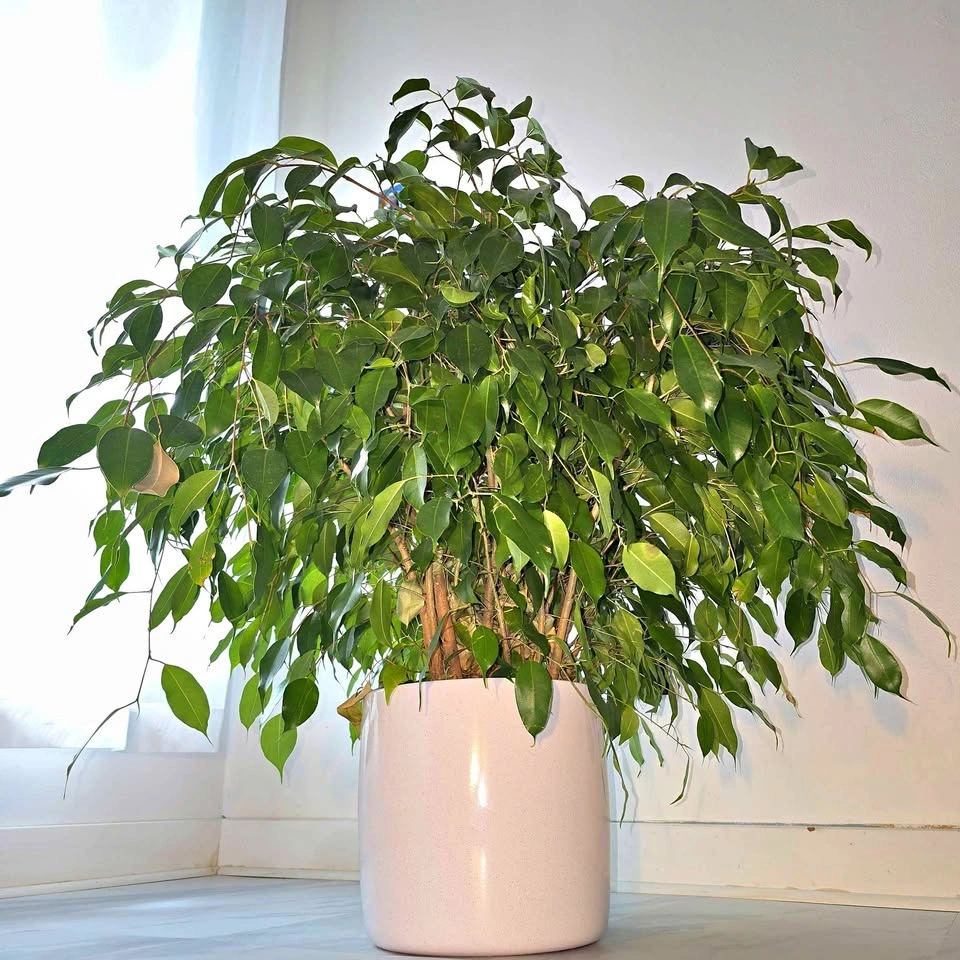 Ficus Benjamina (Weeping Fig Tree) | 2.5' Real Houseplant