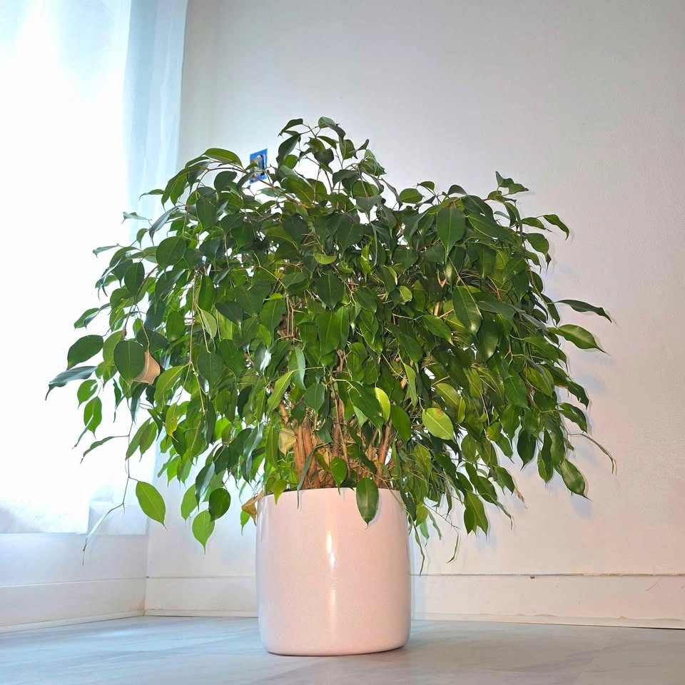 Ficus Benjamina (Weeping Fig Tree) | 2.5' Real Houseplant - photo 2