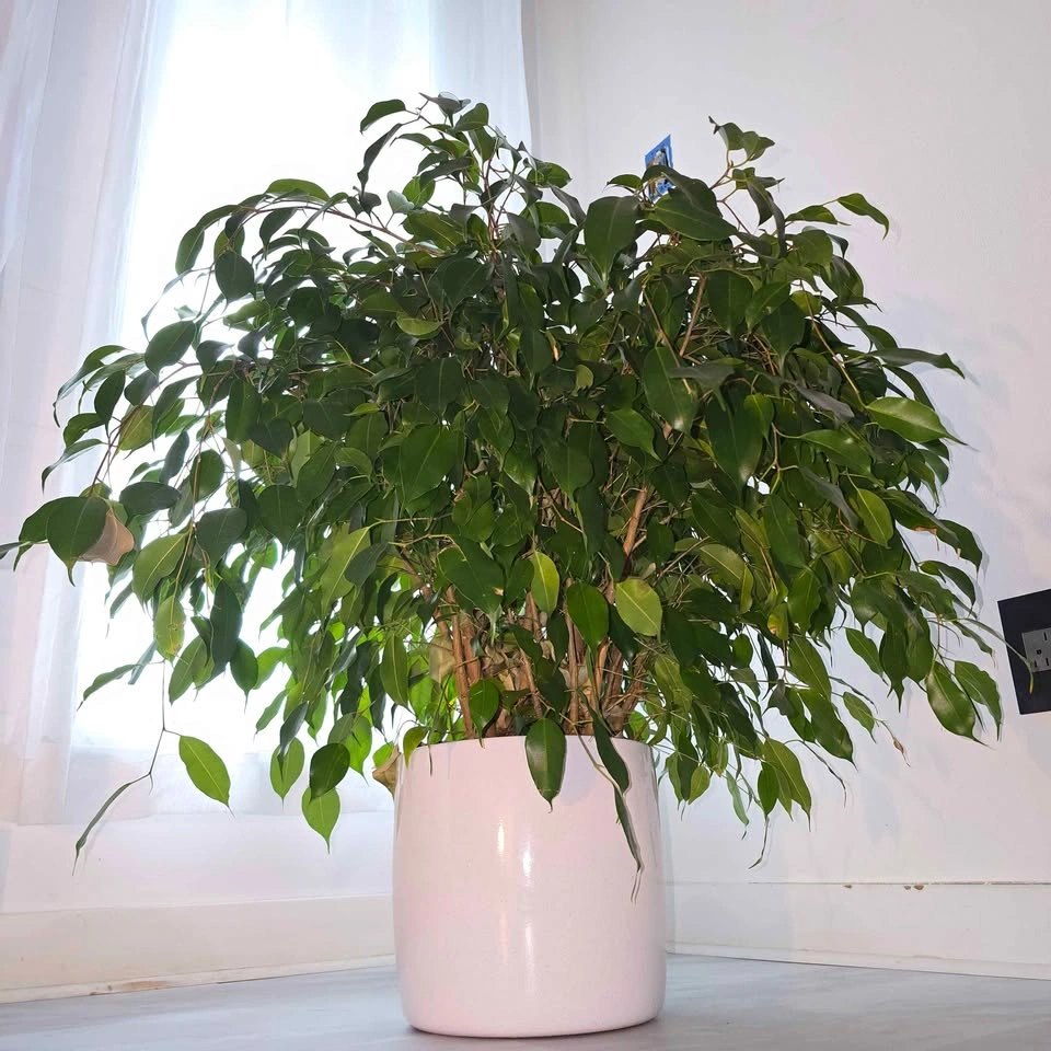 Ficus Benjamina (Weeping Fig Tree) | 2.5' Real Houseplant - photo 3
