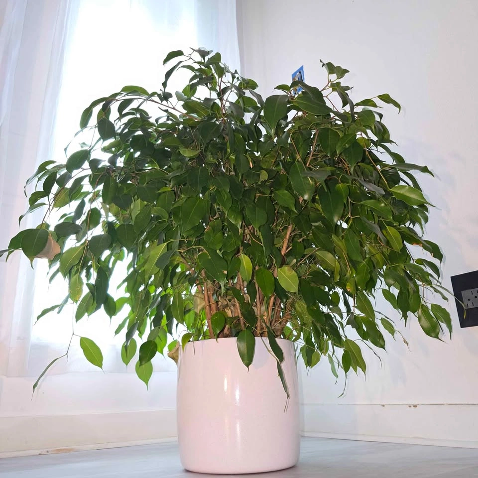 Ficus Benjamina (Weeping Fig Tree) | 2.5' Real Houseplant - photo 4