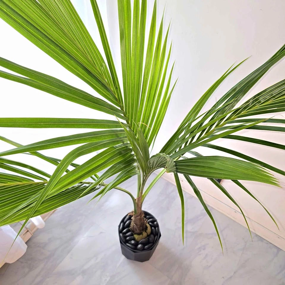 6' Coconut Palm Tree - Real Tropical Plant