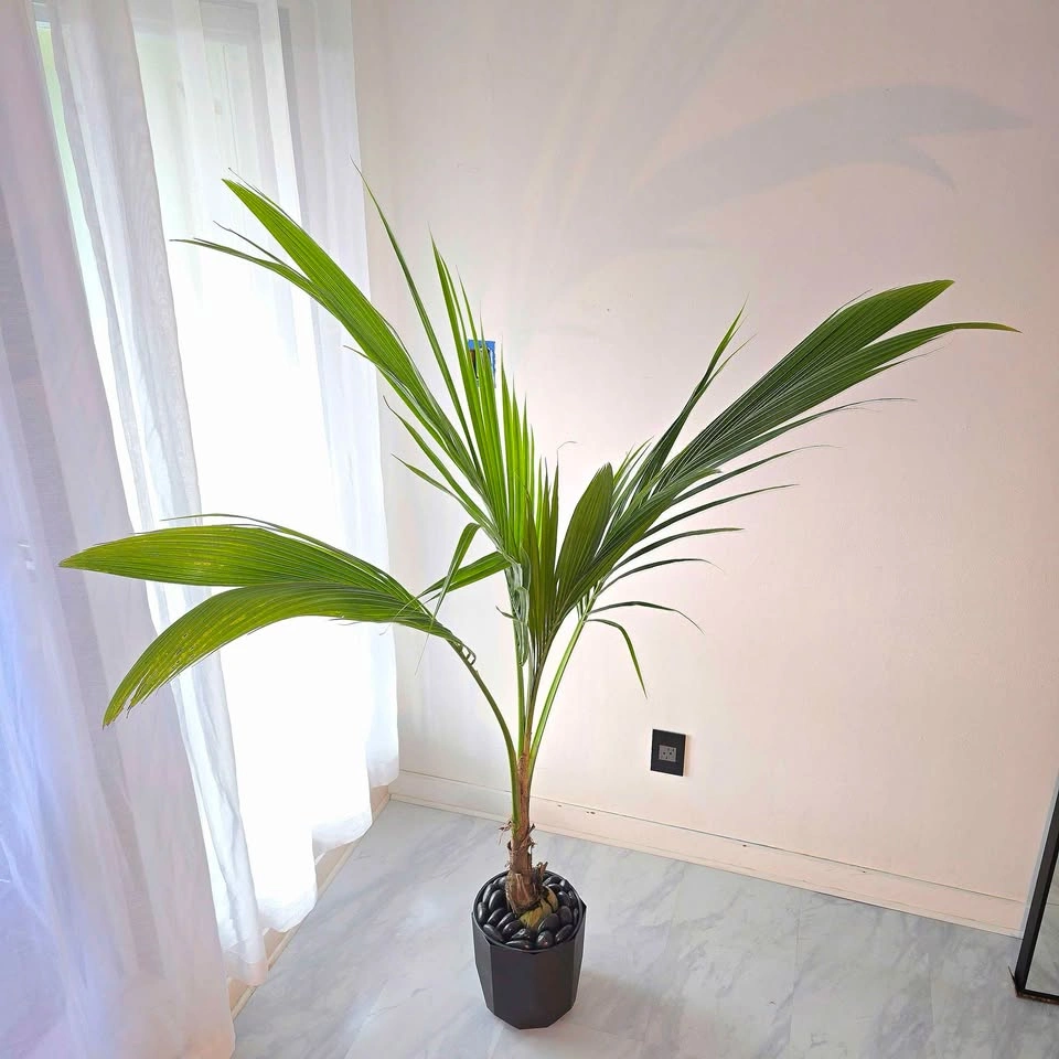 6' Coconut Palm Tree - Real Tropical Plant - photo 2