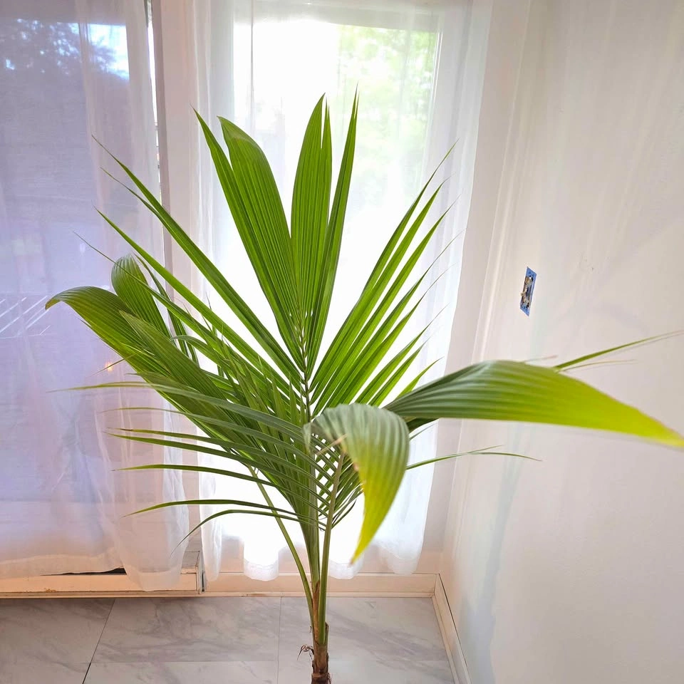 6' Coconut Palm Tree - Real Tropical Plant - photo 3