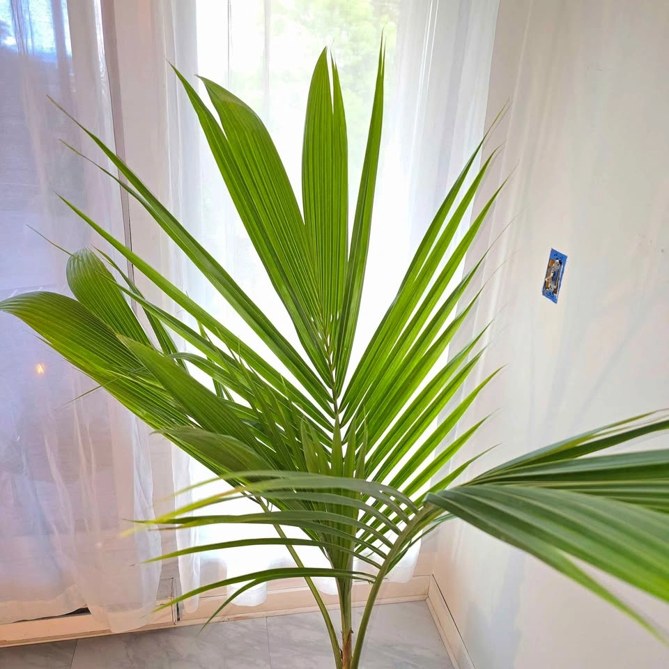 6' Coconut Palm Tree - Real Tropical Plant - photo 4