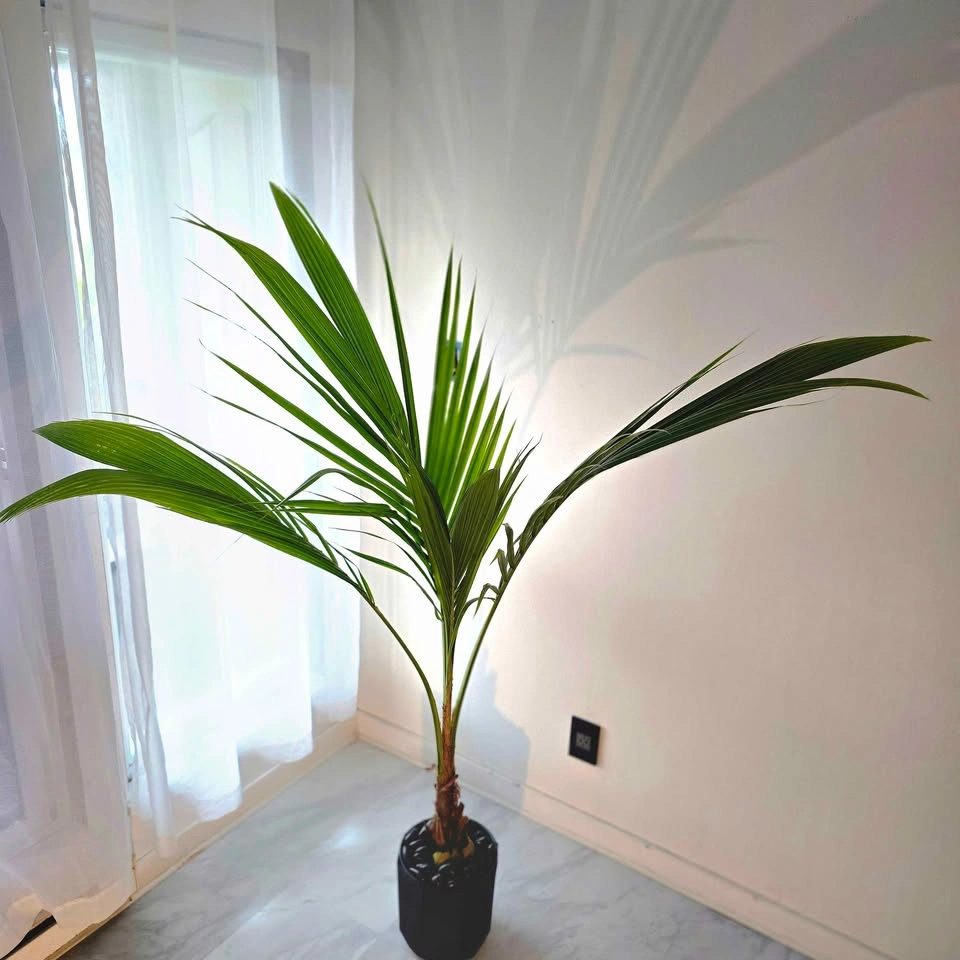6' Coconut Palm Tree - Real Tropical Plant - photo 5