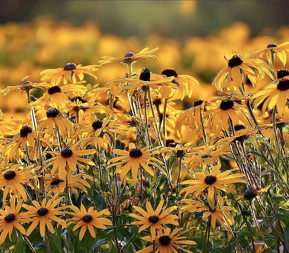 Black Eyed Susan's
