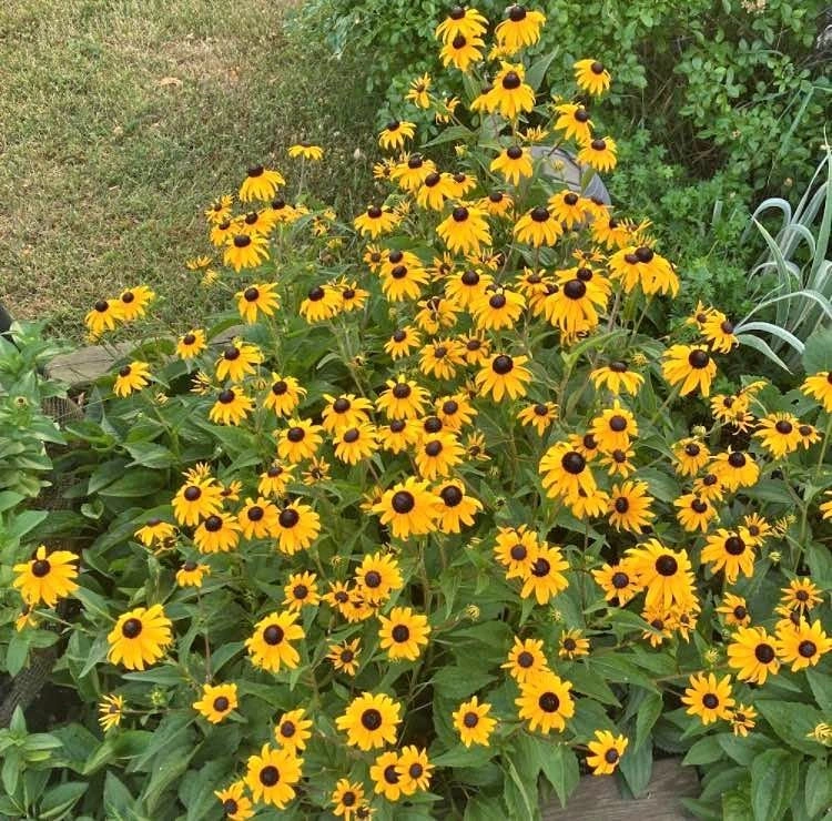 Hardy Perennial Black-Eyed Susan Seedlings