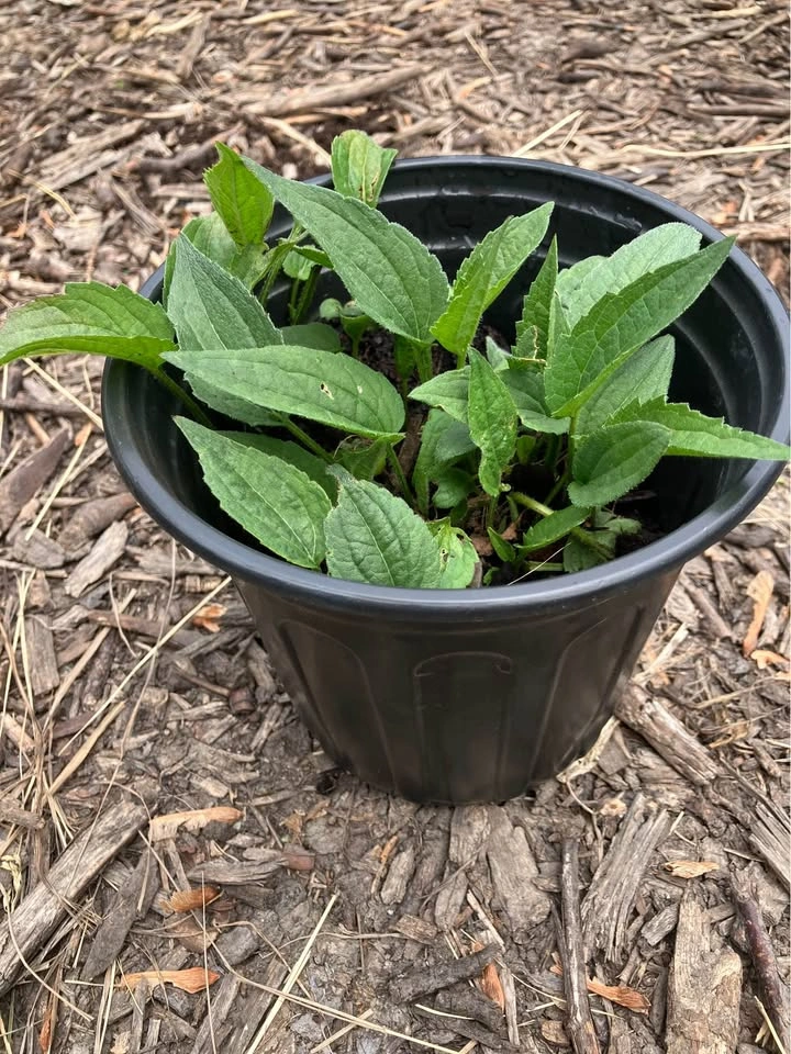 Hardy Perennial Black-Eyed Susan Seedlings - photo 2