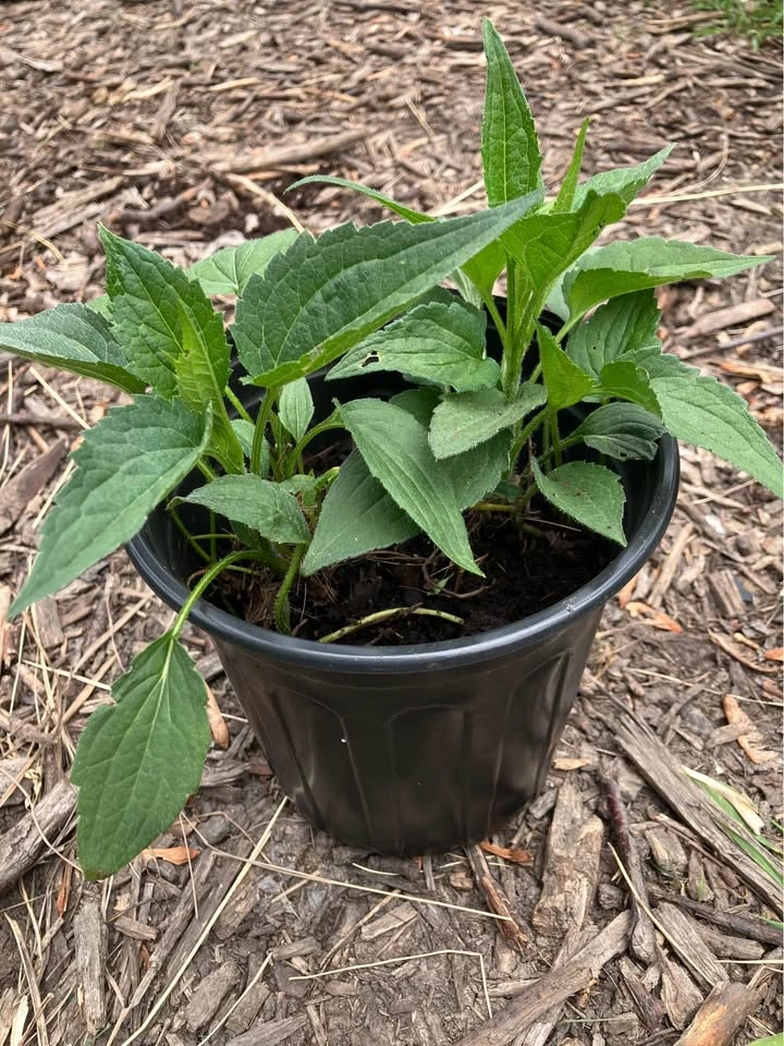 Hardy Perennial Black-Eyed Susan Seedlings - photo 3