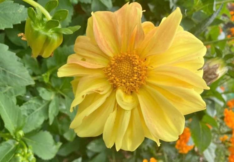 Dahlia tubers@Mississauga