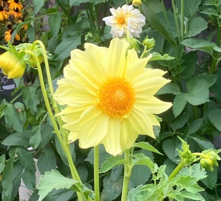 Dahlia tubers@Mississauga - photo 2