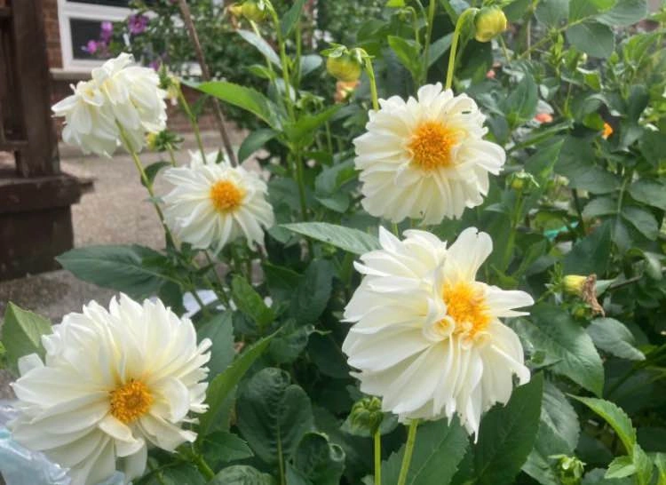 Dahlia tubers@Mississauga - photo 3