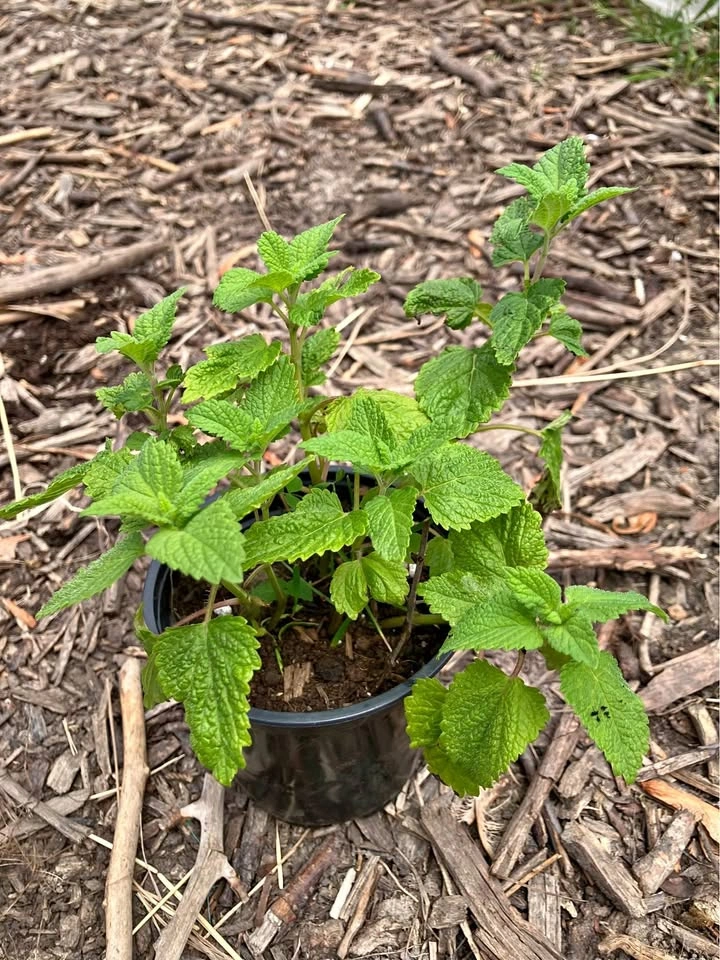 Healthy Lemon Balm Plants @Mississauga