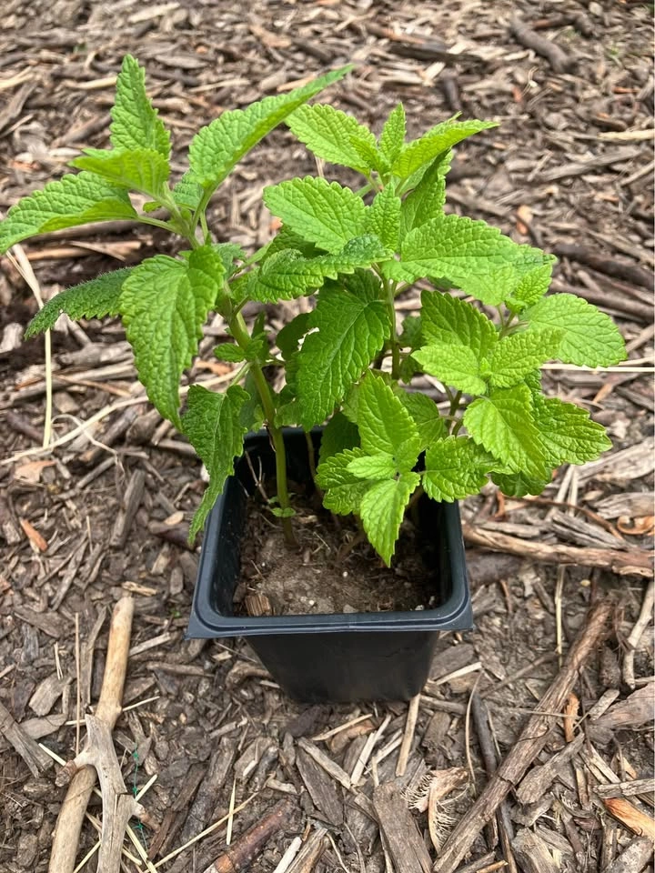 Healthy Lemon Balm Plants @Mississauga - photo 2