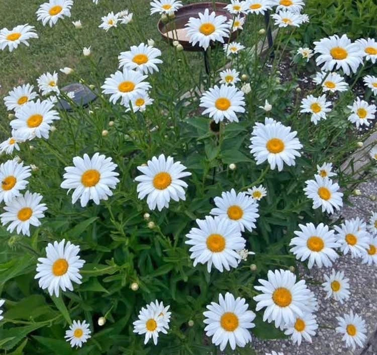 Healthy Shasta Daisy Plants - Mississauga